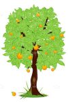 Orange tree